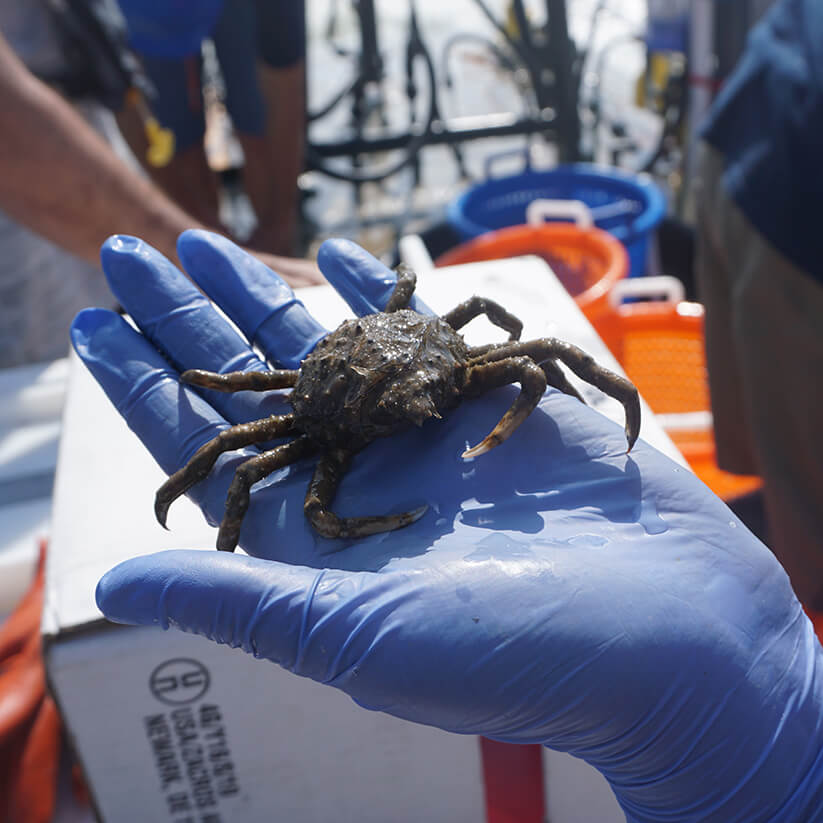 A gloved hand holding a spider crab